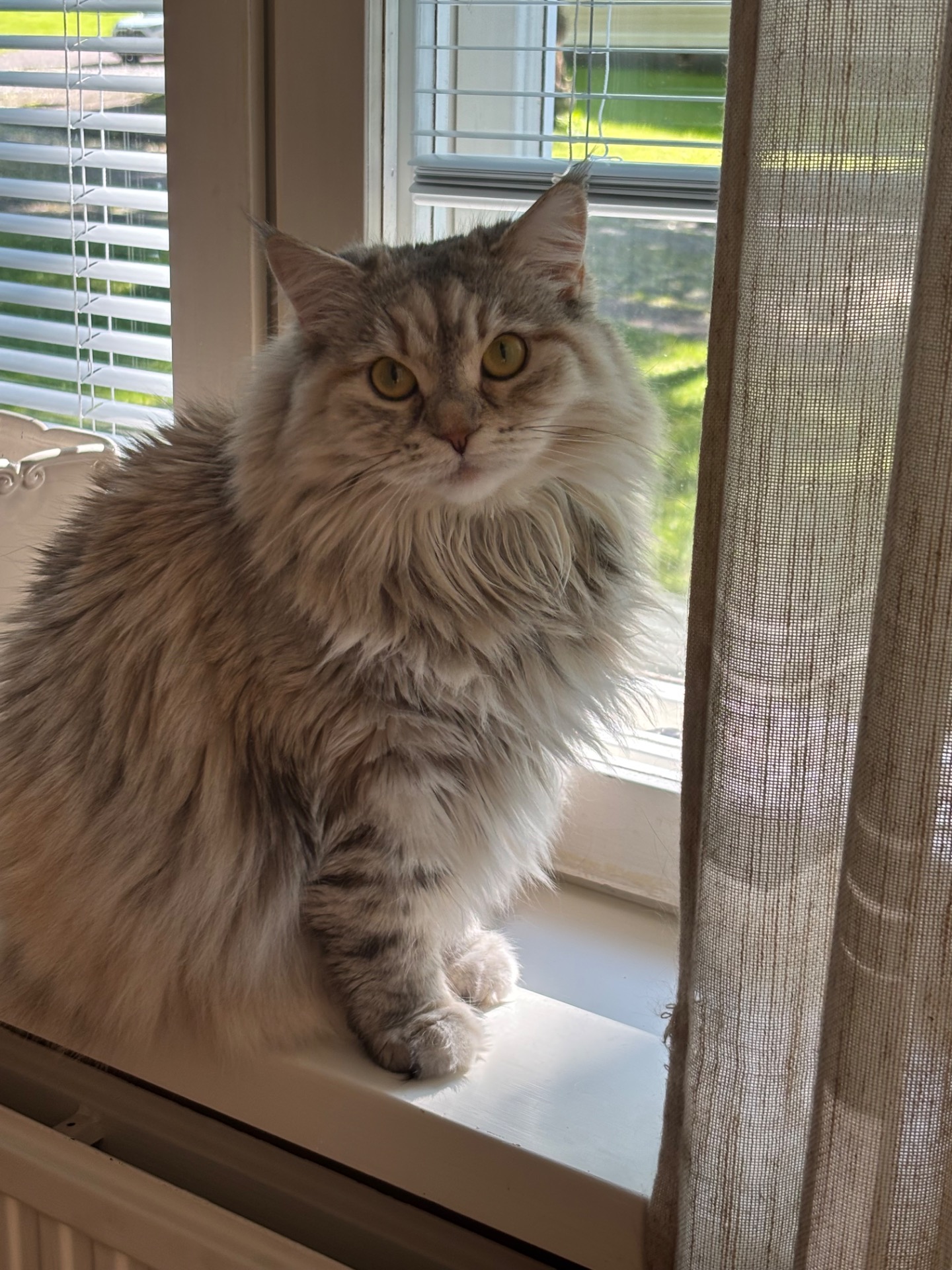 Loviisa, Loistava Hopeasointu