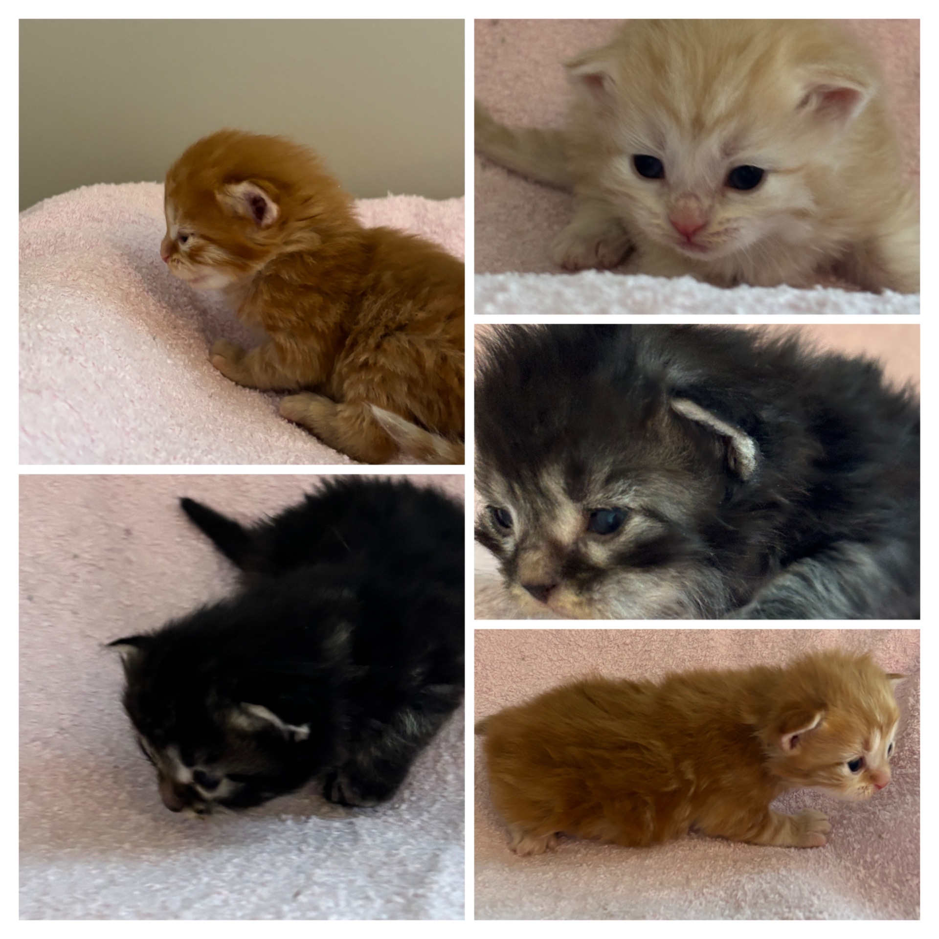 Vasemmalla Mortti ja Iines. Oikealla ylhäältä lukien Roope, Sisu ja Vertti.